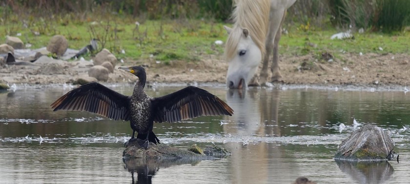 WWT Llanelli Wetlands