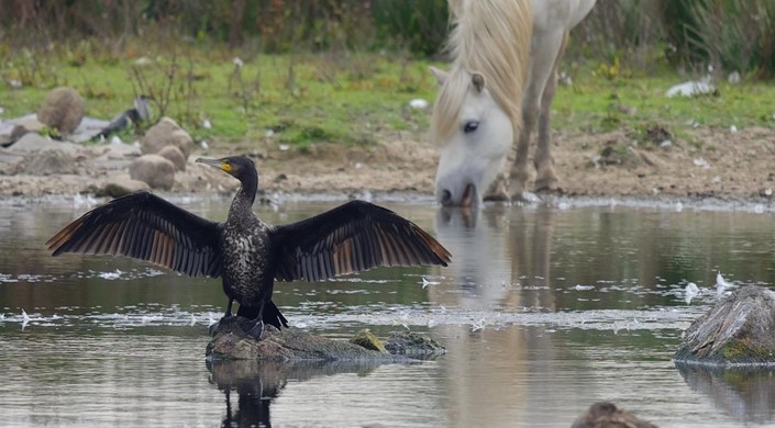 WWT Llanelli Wetlands