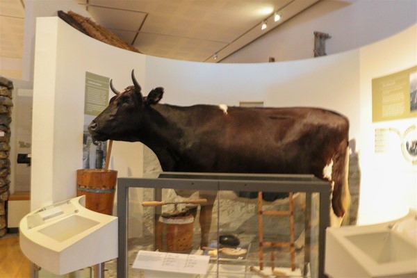 Life sized bull as part of a display.