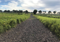 Image of the gravel area at the dog park and the grassy area at either side of the pathway.