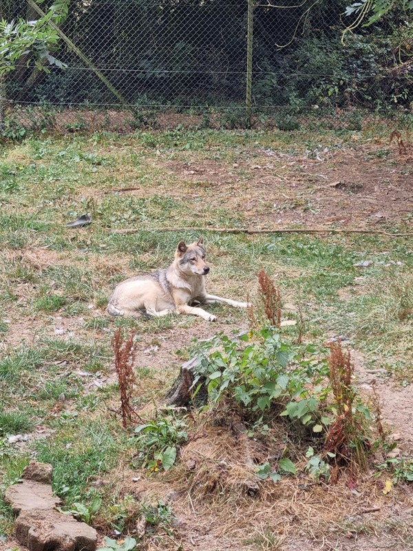Wolf