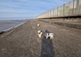 Dogs at Heysham Nature Reserve