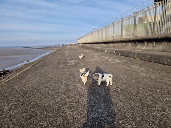 Dogs at Heysham Nature Reserve