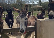 Disabled Access Day 2017
