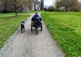 Lady in mountain trike with assistance dog climbing a slight hill on compacted gravel path.
