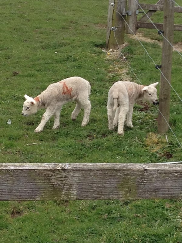 Young lambs