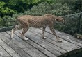 Cheetah standing up