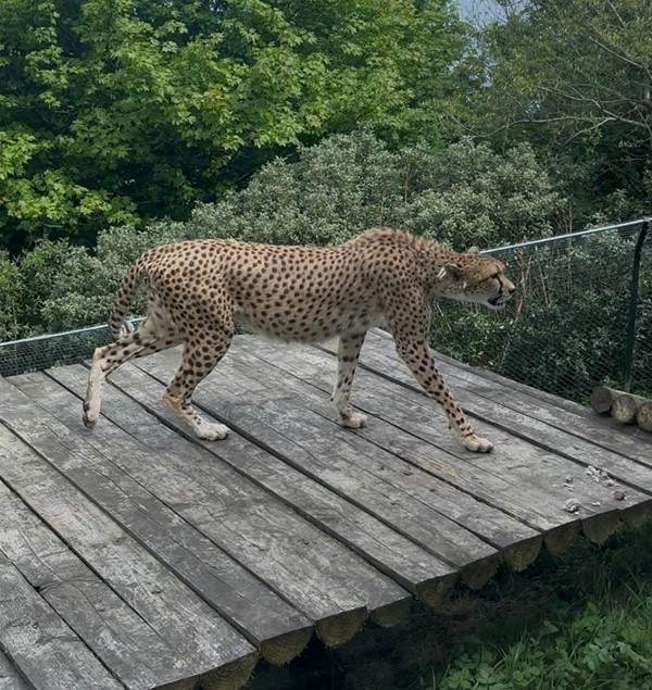 Cheetah standing up