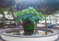 Garden area at the centre of the square