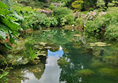 Picture of an ornamental pond