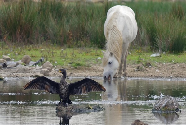 Picture of Llanelli Wetlands, Llanelli