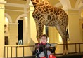 Picture of Iziko Museum - Giraffe