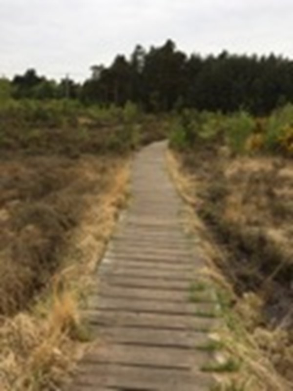 Picture of Thursley National Nature Reserve
