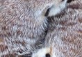 Picture of Monkey Haven - Sleeping Animals