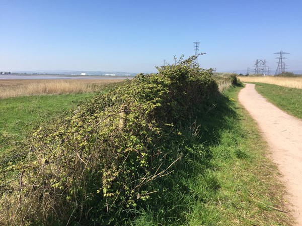 Picture of The RSPB: Newport Wetlands