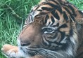 Picture of South Lakes Safari Zoo - Tiger