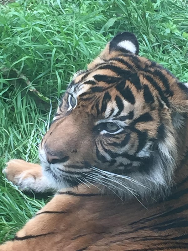 Picture of South Lakes Safari Zoo - Tiger