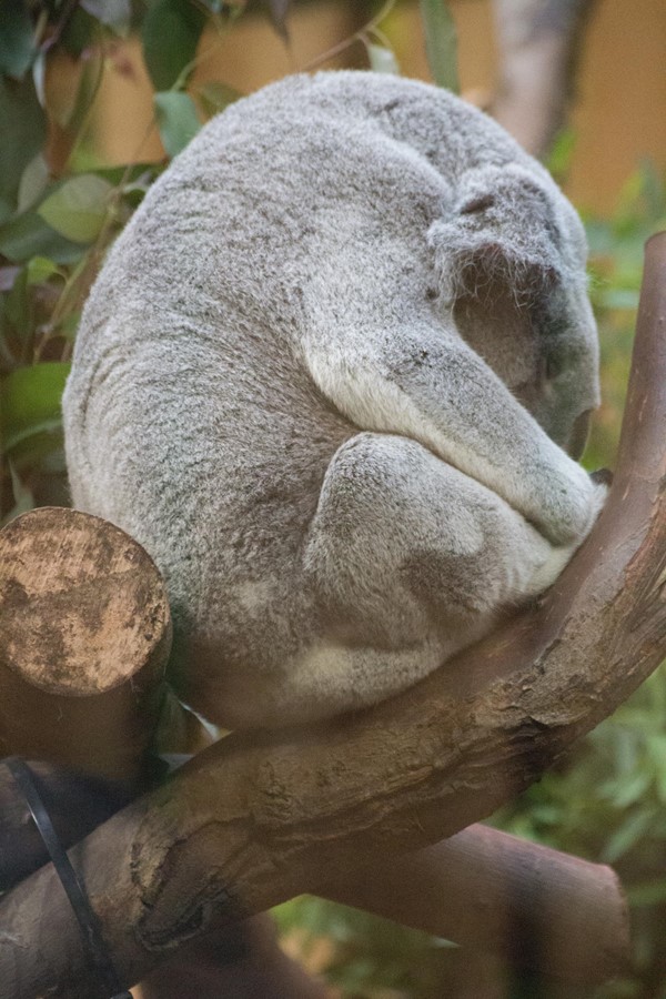 Picture of Edinburgh Zoo - Sleeping Koala