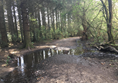 Image of the huge muddy puddle going across the pathway.