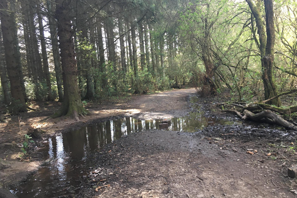 Image of the huge muddy puddle going across the pathway.