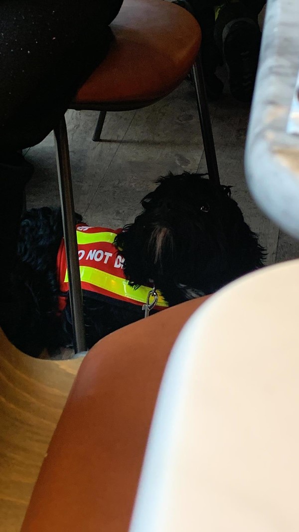 Assistance dog at Pizza Express