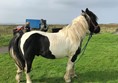 Picture of Pony axe s