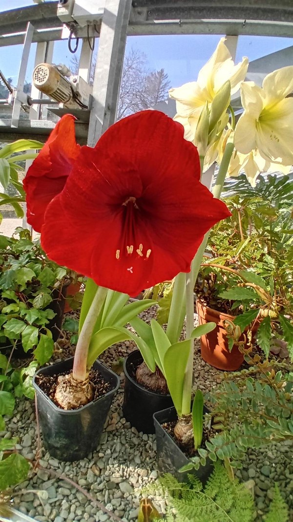 Image of a flower
