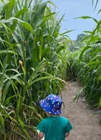 Lichfield Maize Maze