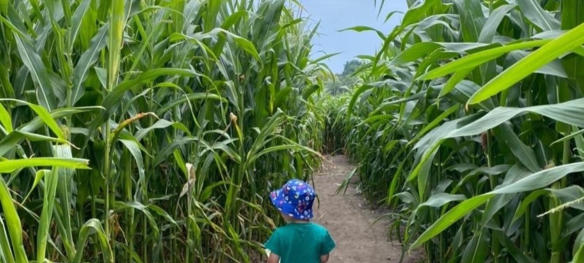 Lichfield Maize Maze