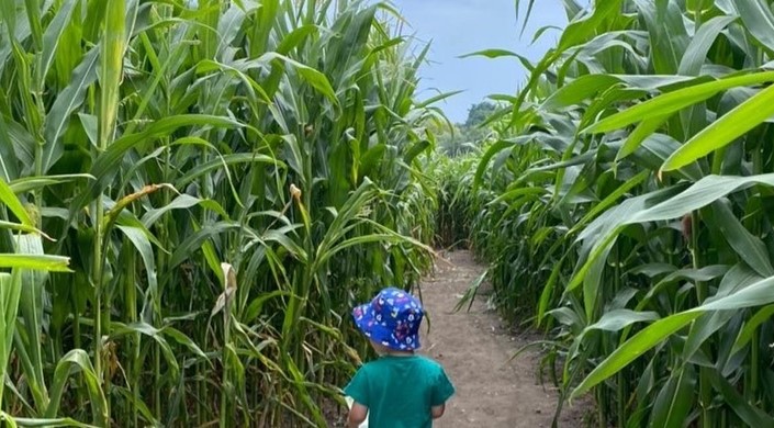 Lichfield Maize Maze