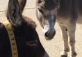 Picture of Isle of Wight Donkey Sanctuary - Donkeys