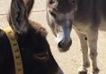 Picture of Isle of Wight Donkey Sanctuary - Donkeys