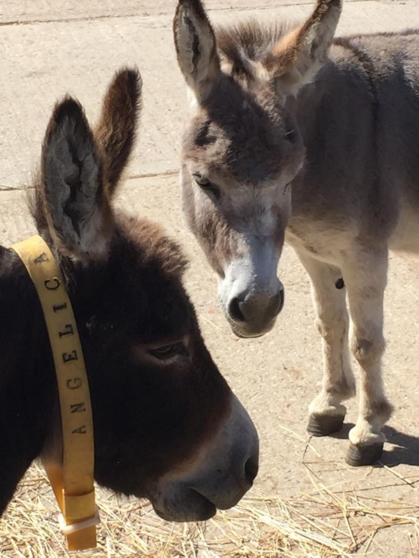 Picture of Isle of Wight Donkey Sanctuary - Donkeys