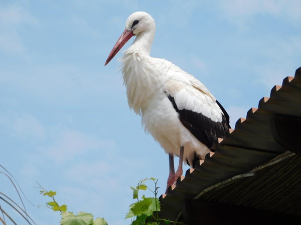 Pafos Zoo