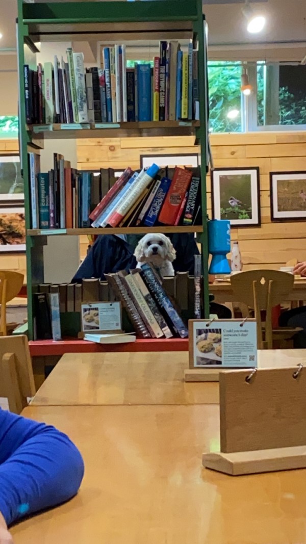 Dog looking through a bookcase