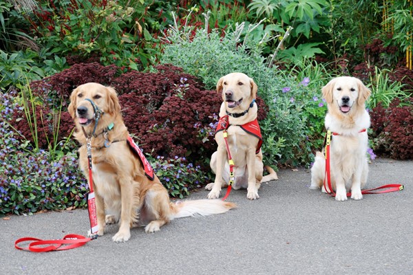 Three dogs