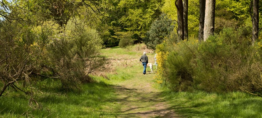 Backmuir Wood