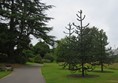 Picture of Royal Botanic Garden, Edinburgh