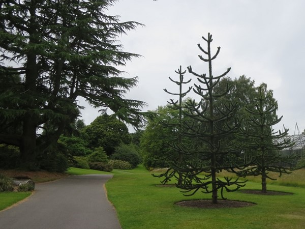 Picture of Royal Botanic Garden, Edinburgh