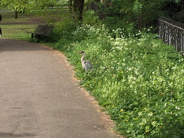 A heron waiting for its lunch!