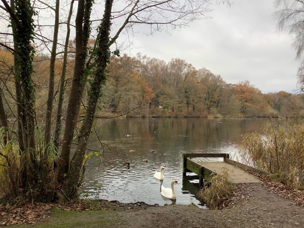 14 mute swans
