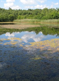 Mere Sands Wood Nature Reserve