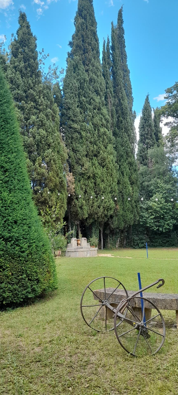 Image of some trees