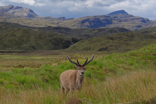 View from car window at one of NT Torridon car parks. The deer are obviously used to tourists!