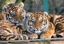 #AccessBlackpool at Blackpool Zoo