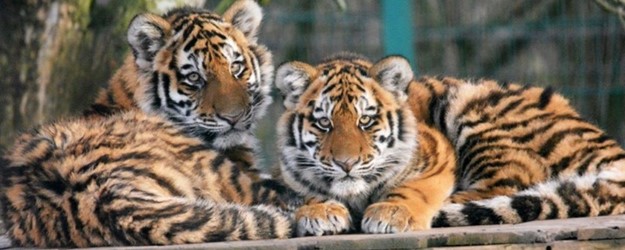 #AccessBlackpool at Blackpool Zoo article image