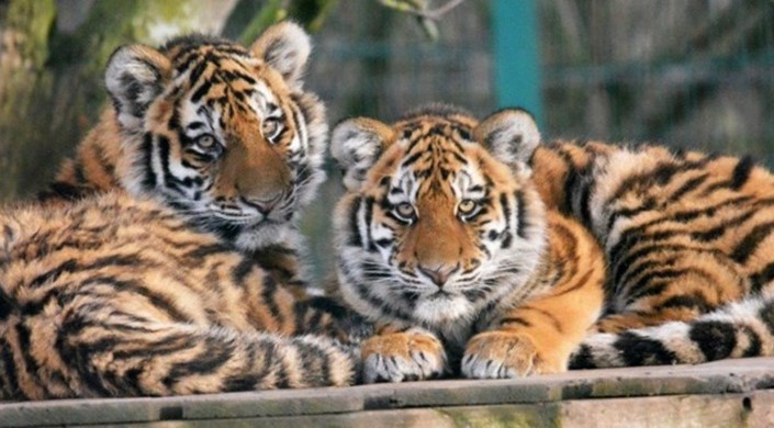 #AccessBlackpool at Blackpool Zoo
