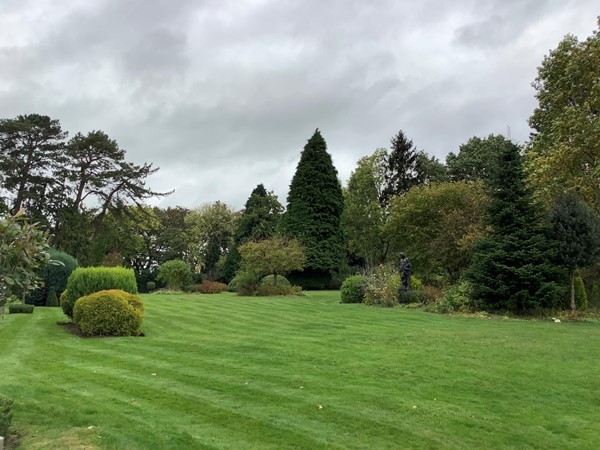 9 evergreen shrubs