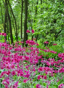 Fairhaven Woodland and Water Garden