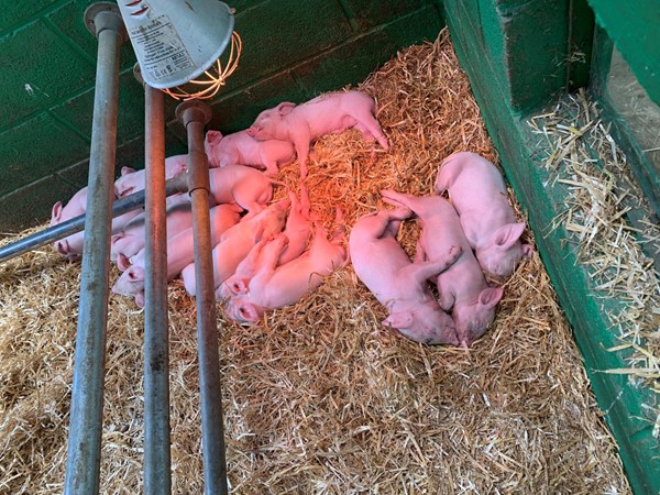 Picture of piglets under a heat lamp